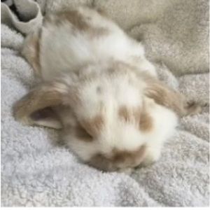 Meet your Posher, Matilda